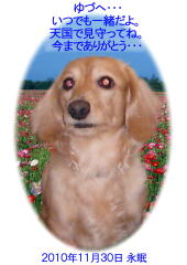 ゆづちゃんのメモリアル写真　ペット葬儀日：２０１０年１１月３０日　千葉県よりご依頼